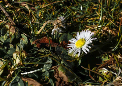 High angle view of flowering plant on field