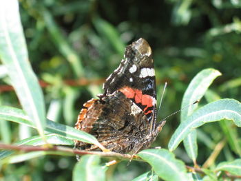 Close-up of butterfly on leaf