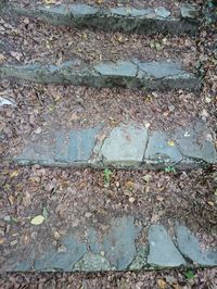 High angle view of plants growing on footpath