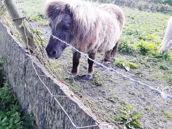 Horse standing in a field