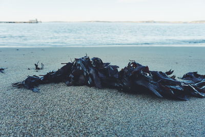 Close-up of crab on beach against sky