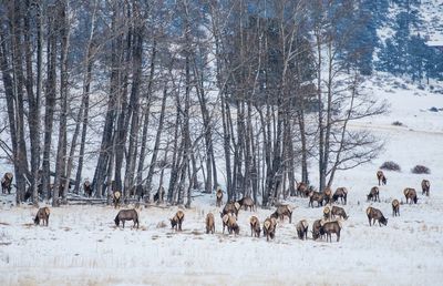 Flock of deer on snow covered land