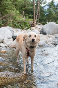 Dog running on rock