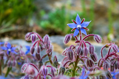 Close-up of starflower also known as borage, borago officinalis