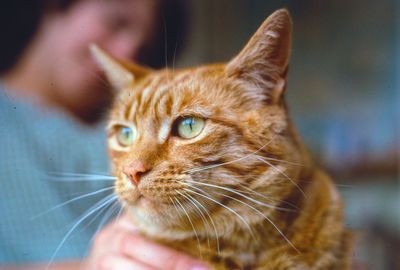 Close-up of ginger cat with man in background at home