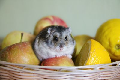 Cute hamster indoors
