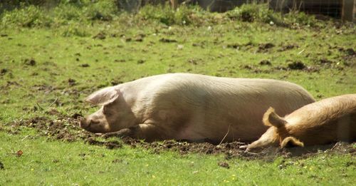 Pigs resting on grassy field on sunny day