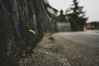 Close-up of plant growing on tree trunk