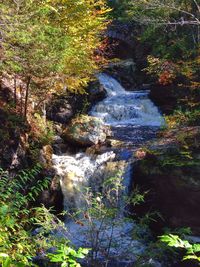 Scenic view of waterfall in forest