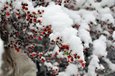 Close-up of frozen tree