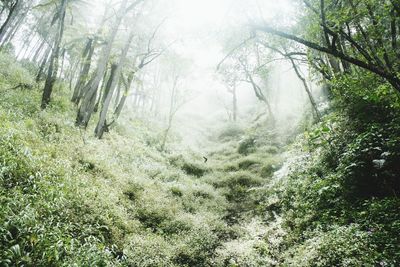 Trees in forest during foggy weather