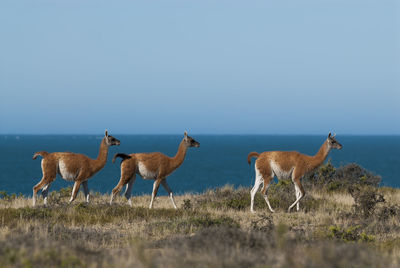 Flock of deer on field against sky