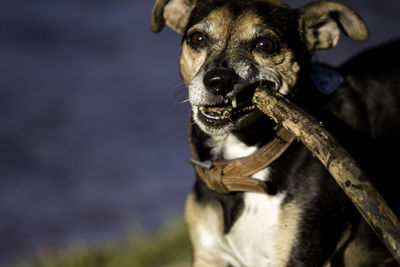 Playful dog carrying stick