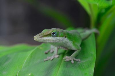 Close-up of a lizard