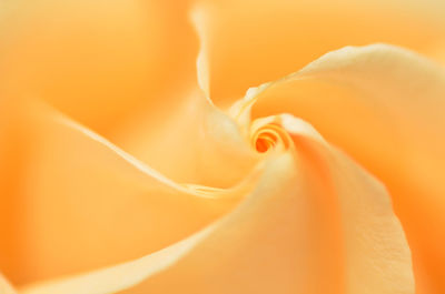 Extreme close-up of orange flower