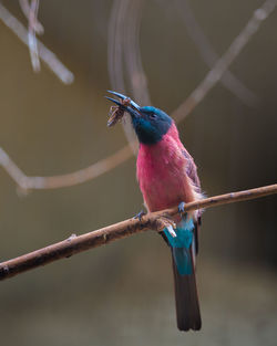 Close-up of bird perching on branch