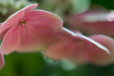 Close-up of pink flower blooming outdoors