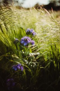 Close-up of purple flowering plants on field