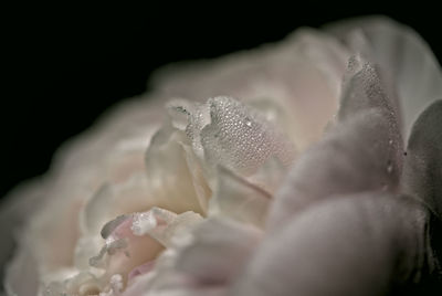 Close-up of water lily against black background