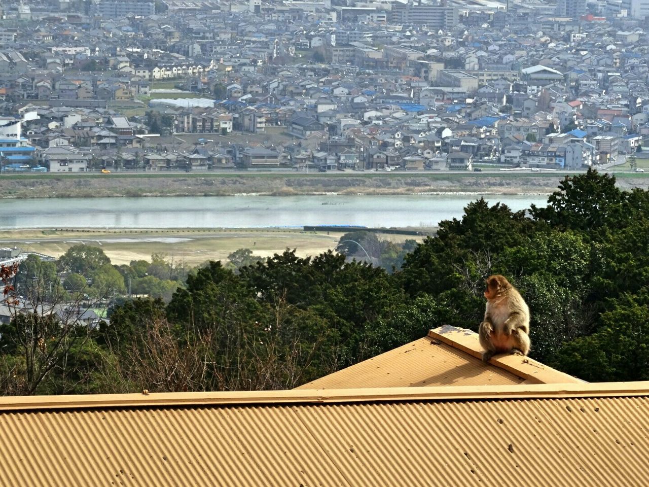 animal themes, building exterior, built structure, architecture, one animal, tree, roof, sitting, animals in the wild, wildlife, relaxation, day, high angle view, outdoors, mammal, railing, no people, city, sky, retaining wall