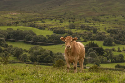 Cow standing in a field