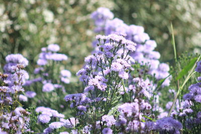 Photo of margaret flower field