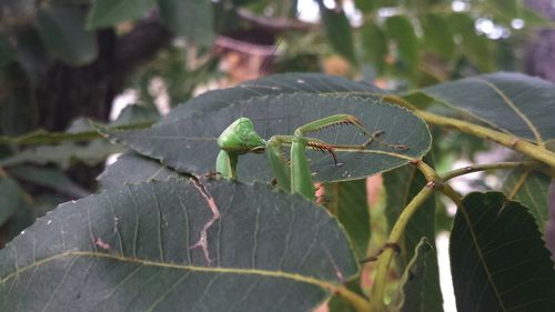 Close-up of leaves