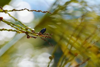 Close-up of grasshopper on plant