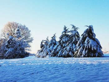 Frozen trees against clear blue sky during winter