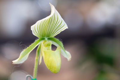 Close-up of flower against blurred background