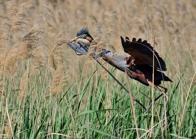 Bird flying over a field