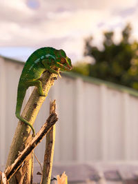 Close-up of a lizard against blurred background