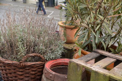 High angle view of potted plants by street