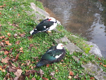 High angle view of bird perching on a lake