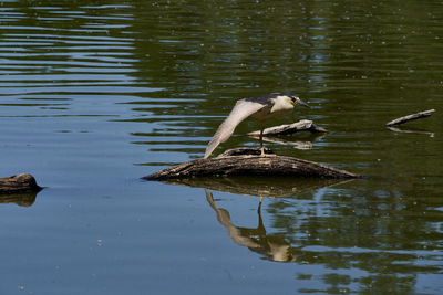 View of a bird in lake