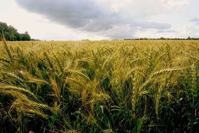 Scenic view of wheat field against sky