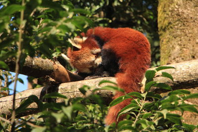 Red panda in wild