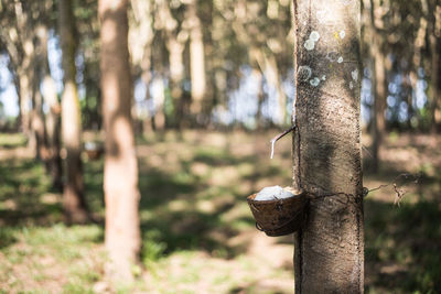 Close-up of bamboo on tree trunk in forest