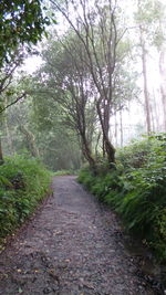 Footpath passing through forest