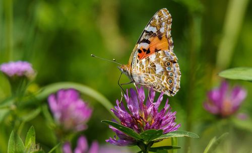 Close-up of butterfly pollinating on purple flower