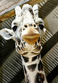 Close-up portrait of elephant