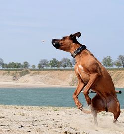 Side view of a dog on beach