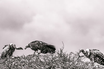 Birds perching on plant against sky
