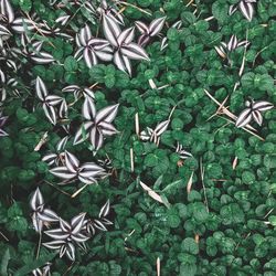 Close-up of fresh green plants