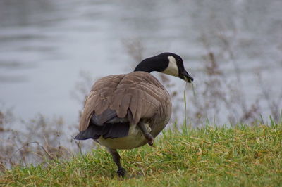 Duck on a field