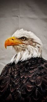 Close-up portrait of eagle