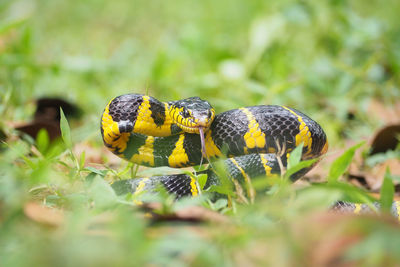 Close-up of snake on field