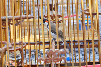 Red-whiskered bulbul in birdcage