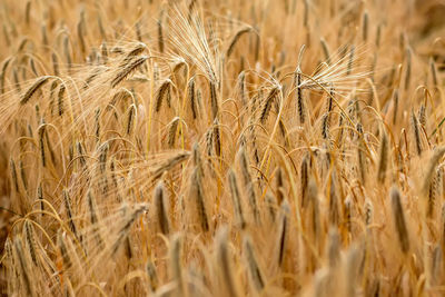 Full frame shot of wheat field