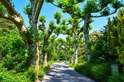 Empty road amidst trees against sky